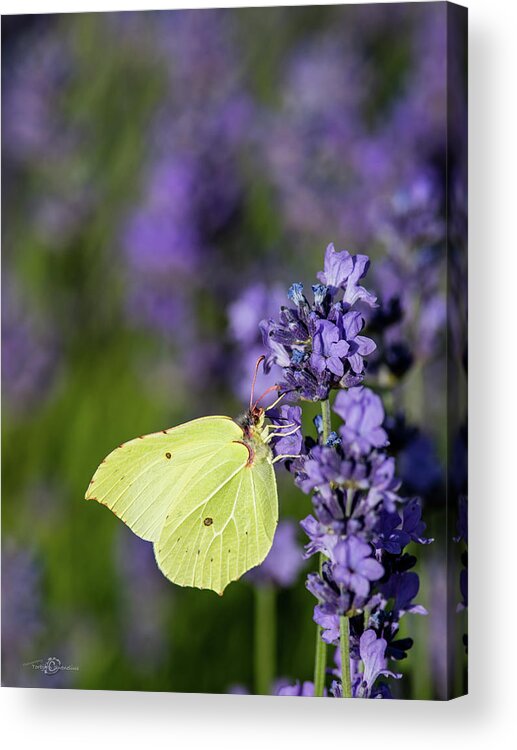 Brimstone Acrylic Print featuring the photograph Brimstone butterfly and the lavender by Torbjorn Swenelius