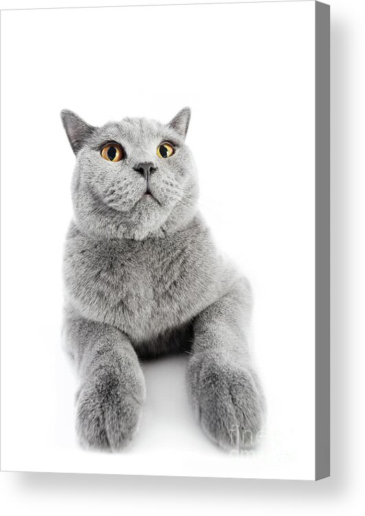 Cat Acrylic Print featuring the photograph British Shorthair cat isolated on white. Wide angle by Michal Bednarek