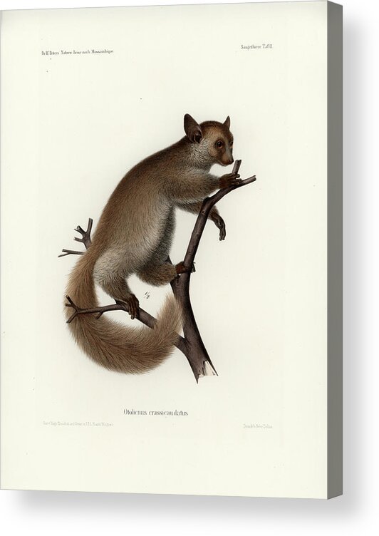 Otolemur Crassicaudatus Acrylic Print featuring the drawing Brown Greater Galago or Thick-tailed Bushbaby by Hugo Troschel and J D L Franz Wagner
