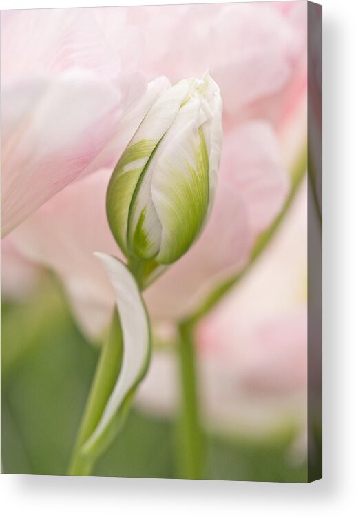 Beauty Acrylic Print featuring the photograph Bud Awakening by Eggers Photography