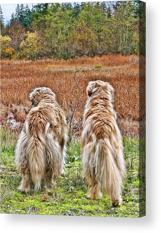 Nature Acrylic Print featuring the photograph Buddies by Rhonda McDougall