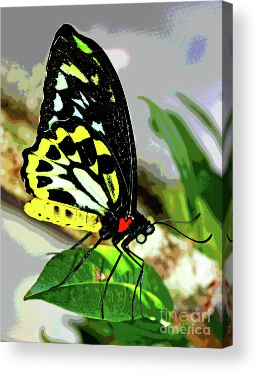 Larry Acrylic Print featuring the photograph Butterfly 7 by Larry Oskin