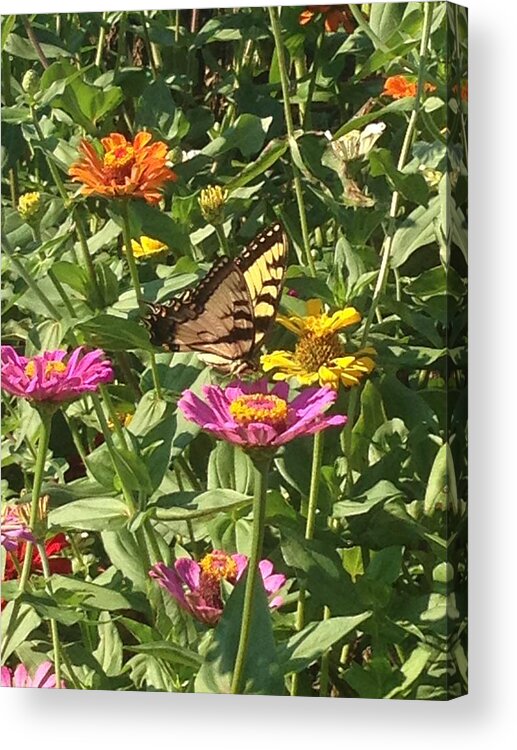 Nature Acrylic Print featuring the photograph Butterfly Breakfast by Darren Rudd