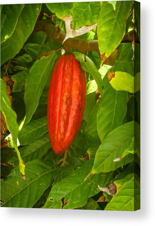 Cacao Acrylic Print featuring the photograph Cacao Pod by Pamela Newcomb
