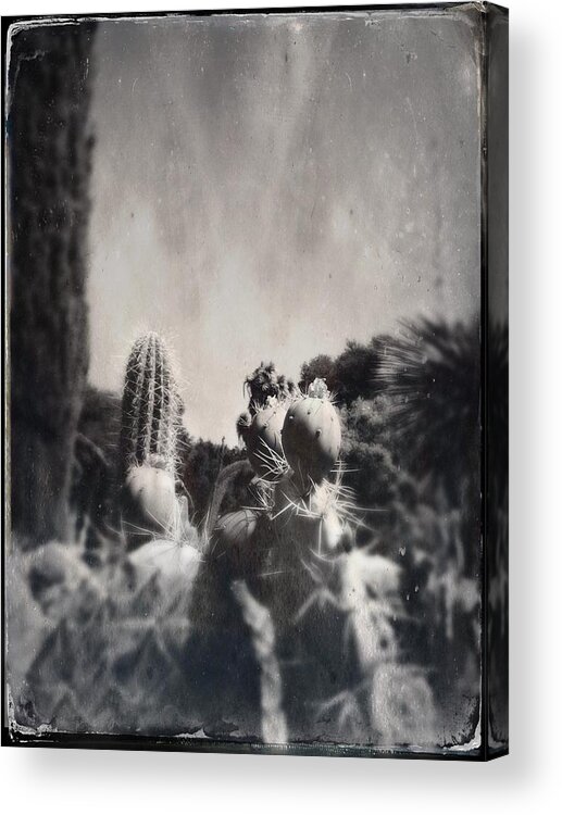 Tintype Acrylic Print featuring the photograph Cactus Tintype by Anne Thurston