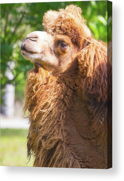 Camel Acrylic Print featuring the photograph Camel by Dart Humeston