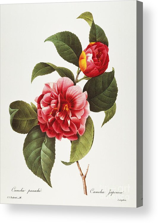 1833 Acrylic Print featuring the photograph Camellia, 1833 by Granger