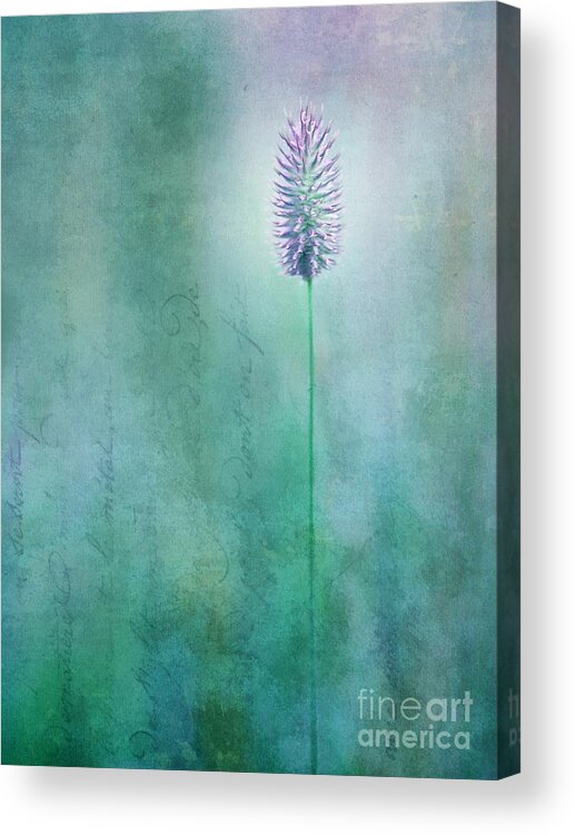 Grass Acrylic Print featuring the photograph Chandelle by Priska Wettstein