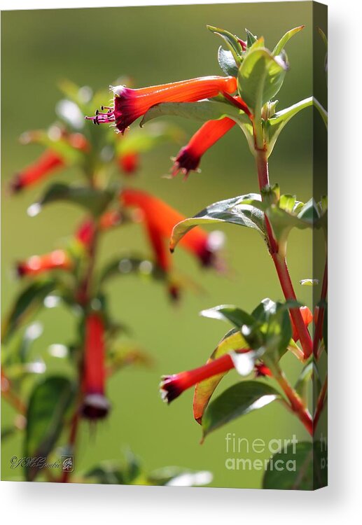Mccombie Acrylic Print featuring the photograph Cigar Flower named Dynamite by J McCombie