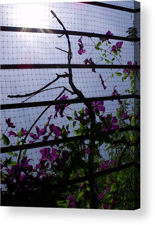 Purple Acrylic Print featuring the photograph Clematis II by Anna Villarreal Garbis