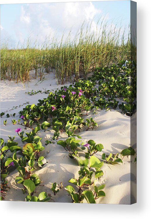 Nature Acrylic Print featuring the photograph Climbing the Dunes by Marilyn Hunt
