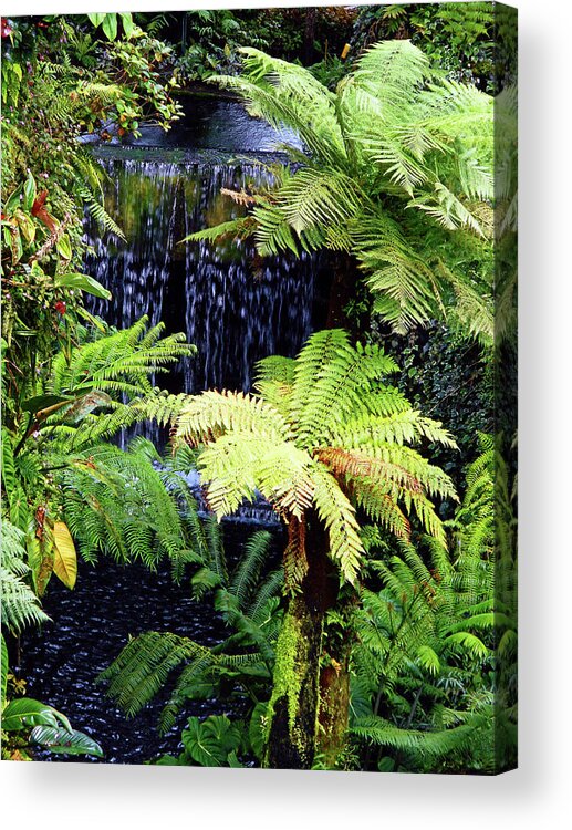 Cloud Forest Acrylic Print featuring the photograph Cloud Forest 28 by Ron Kandt