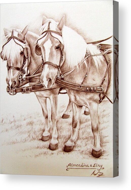 Horses Acrylic Print featuring the drawing Coach Horses by Nicole Zeug