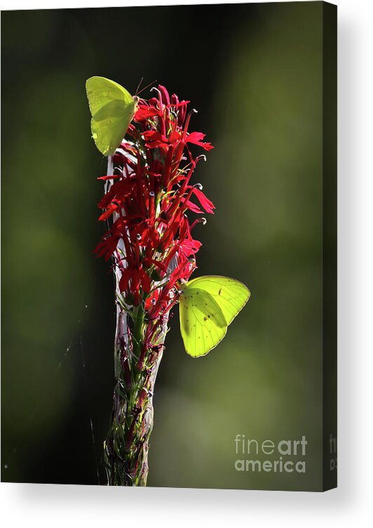 Citico Acrylic Print featuring the photograph Color on Citico by Douglas Stucky