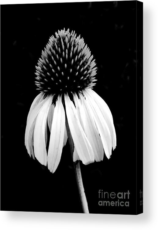 Coneflower Acrylic Print featuring the photograph Coneflower Isolation by Beth Myer Photography
