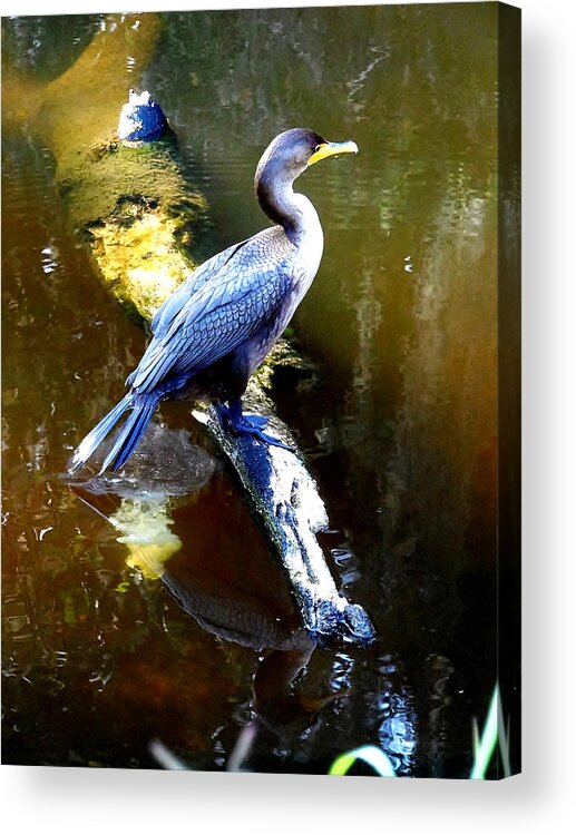 Double-crested Cormorant Acrylic Print featuring the photograph  Cormorant 002 by Christopher Mercer