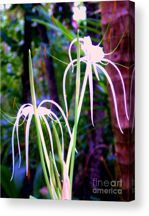 Costa Rica Acrylic Print featuring the photograph Costa Rica Jungle Bloom by Lisa Dunn