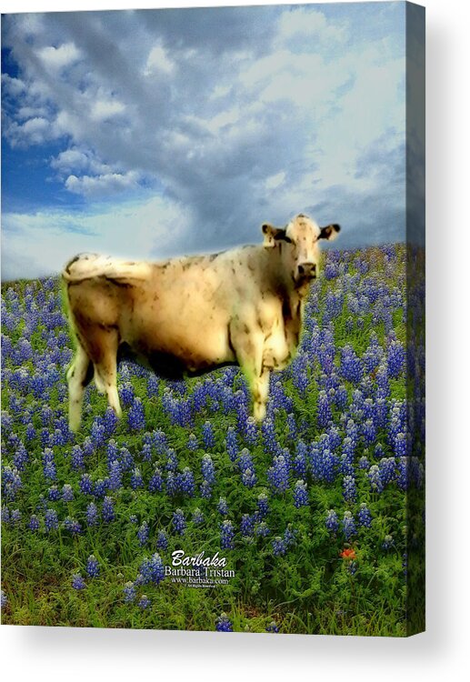 Art Acrylic Print featuring the photograph Cow and Bluebonnets by Barbara Tristan