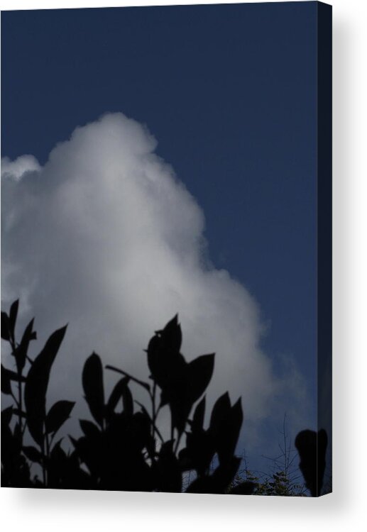  Acrylic Print featuring the photograph Cumulus 15 and Tree by Richard Thomas