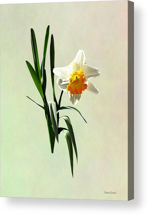 Daffodil Acrylic Print featuring the photograph Daffodil Taking a Bow by Susan Savad