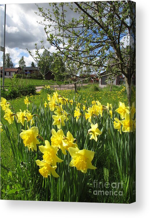 Daffodils And Dandelions Acrylic Print featuring the photograph Daffodils And Dandelions by Martin Howard