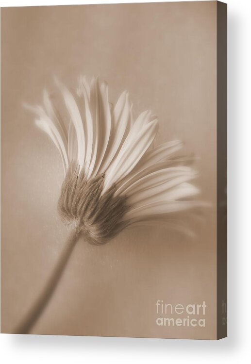 Daisy Acrylic Print featuring the photograph Daisy Flower - Innocence by Ella Kaye Dickey