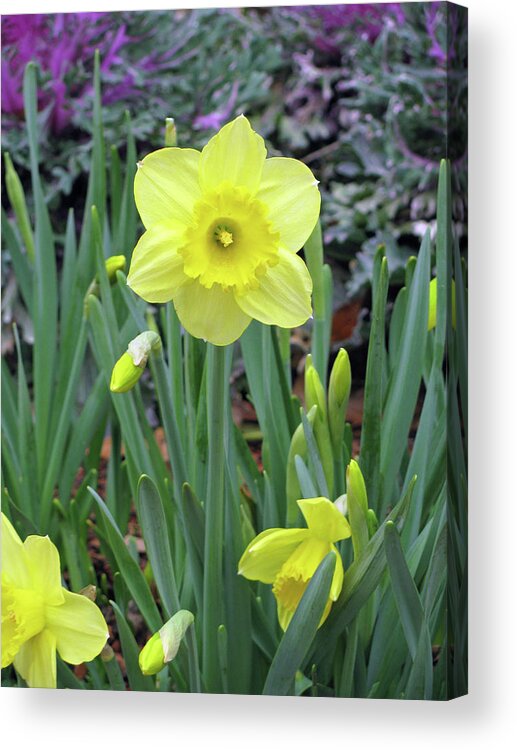 Daffodil Acrylic Print featuring the photograph Dallas Daffodils 83 by Pamela Critchlow