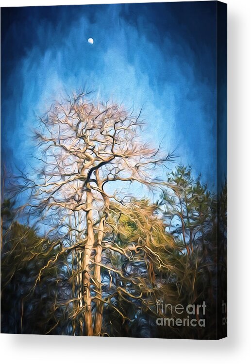 Trees Acrylic Print featuring the photograph Dancing Under The Moon by Kerri Farley