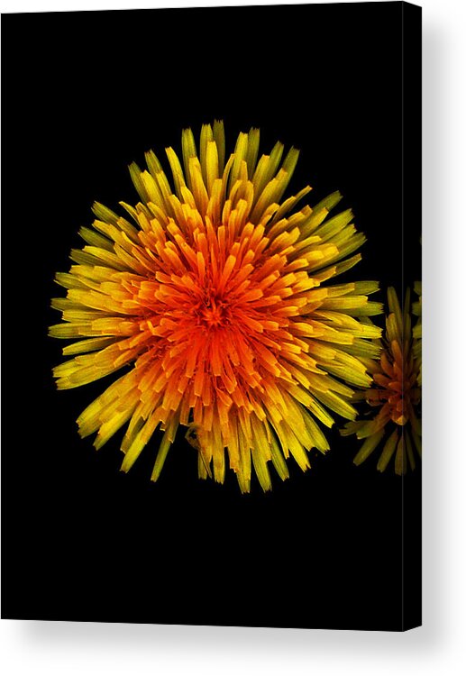 Dandelion Acrylic Print featuring the photograph Dandelion Contrast by Dylan Punke