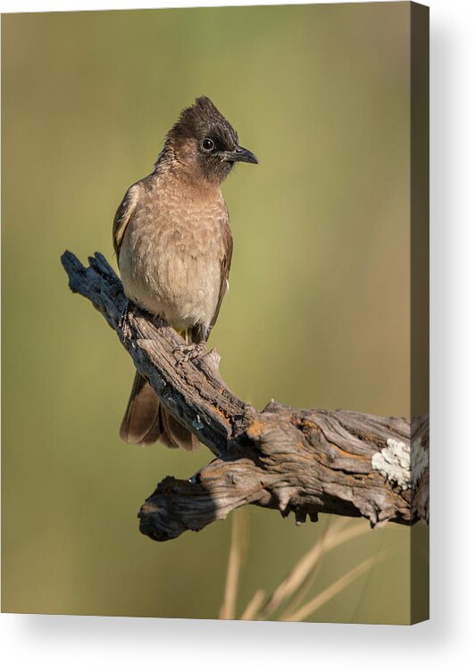 Africa Acrylic Print featuring the photograph Dark-capped Bulbul by James Capo