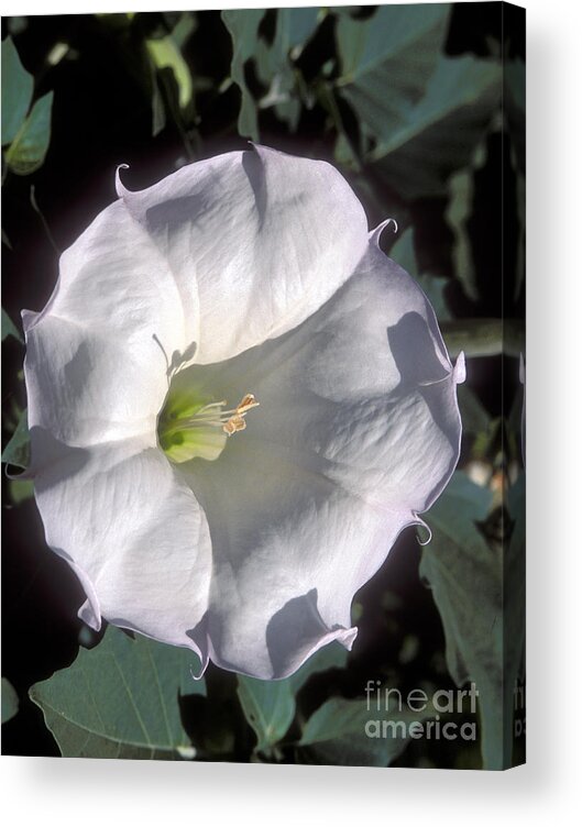 Zion National Park Acrylic Print featuring the photograph Datura Lily by Sandra Bronstein