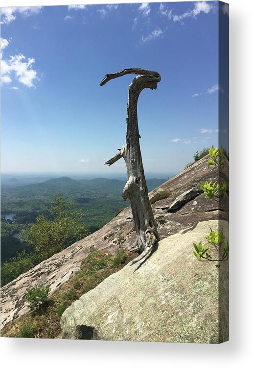 Kelly Hazel Acrylic Print featuring the photograph Decaying Tree at the top of Table Rock Trail South Carolina by Kelly Hazel