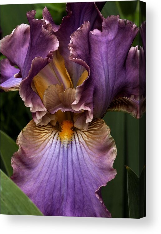 Botanical Acrylic Print featuring the photograph Deep Lavender Iris by Richard Thomas