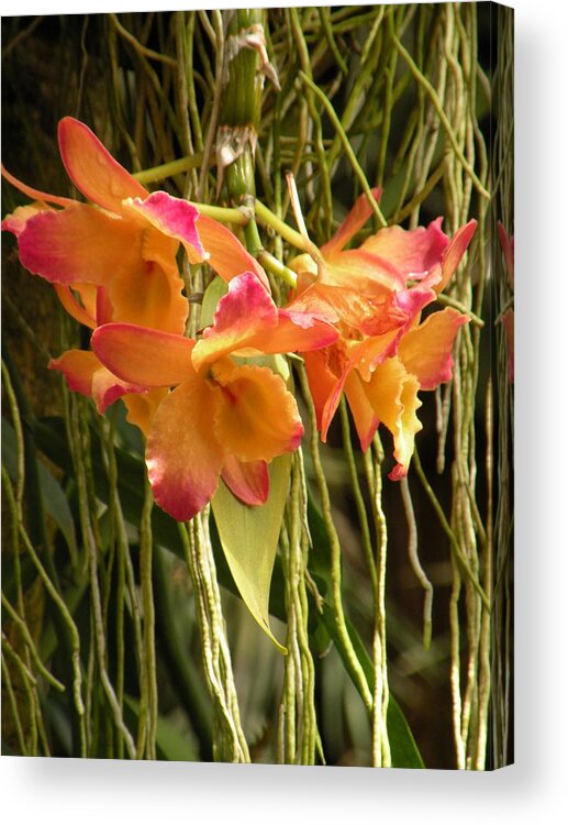 Orchids Acrylic Print featuring the photograph Dendrobium Orchids by Rosalie Scanlon