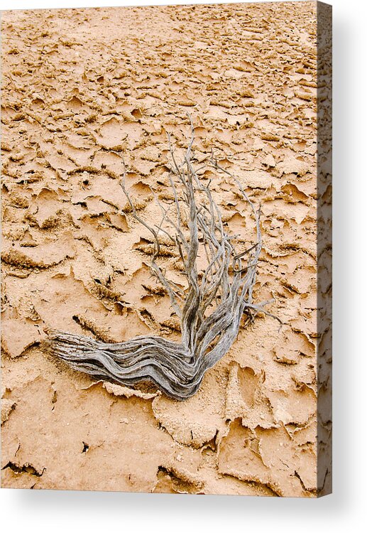 Gnarled Acrylic Print featuring the photograph Desert Wood by Mike Evangelist