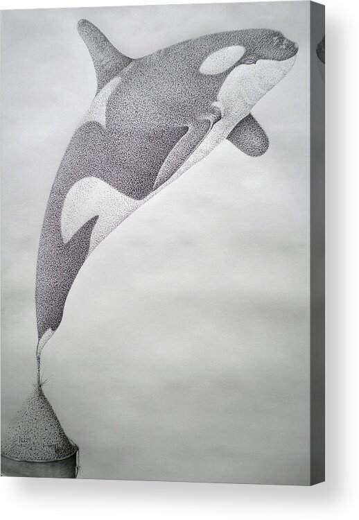 Whale Digital Art Acrylic Print featuring the drawing Desintigrating Orca by Mayhem Mediums