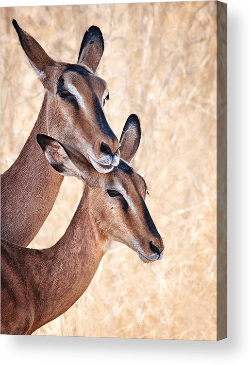 Animals Acrylic Print featuring the photograph Do Not Worry, I'm Here by Mathilde Guillemot