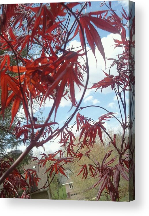 Red Acrylic Print featuring the photograph Early Bloodgood Maple by Tim Donovan