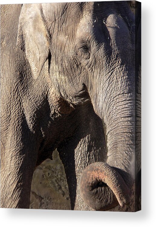 Elephant Acrylic Print featuring the photograph Elephant by Steven Sparks