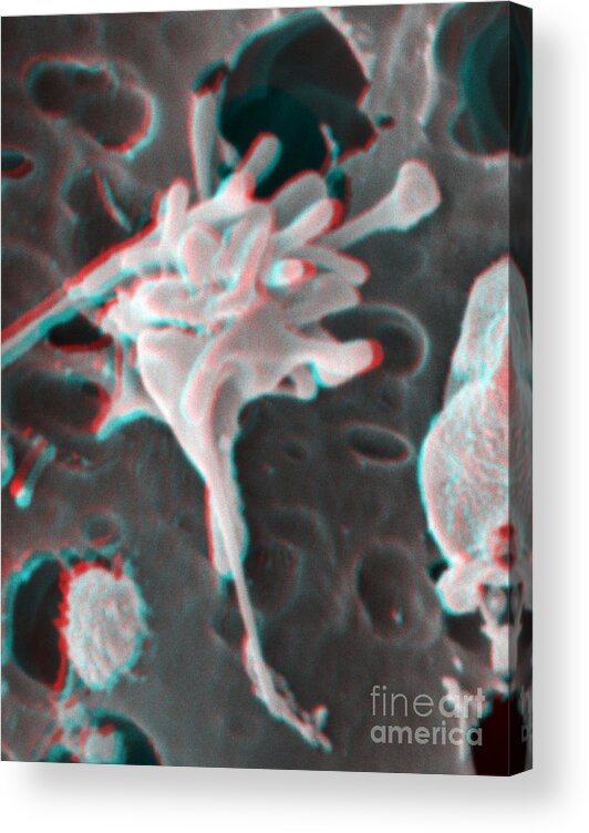 Thrombocytes Acrylic Print featuring the photograph Excited Human Thrombocyte Platelet by Scimat