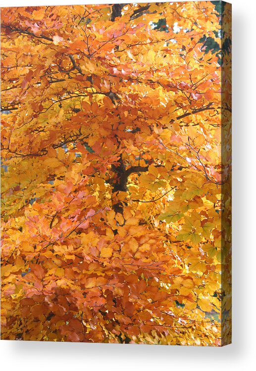 Fall Acrylic Print featuring the photograph Fall Colors by Mary Gaines