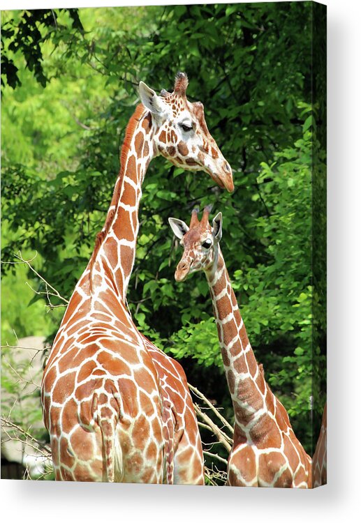 Giraffe Acrylic Print featuring the photograph Family by Jackson Pearson