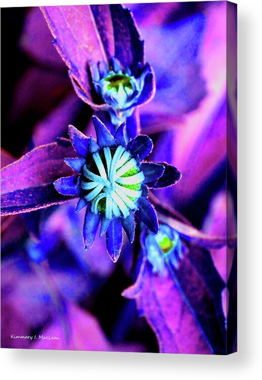 Fantasy Acrylic Print featuring the digital art Fantasy Susan's by Kimmary MacLean