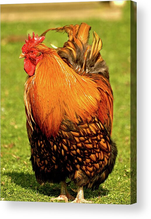 Animals Acrylic Print featuring the photograph Fighting Cock by Richard Denyer