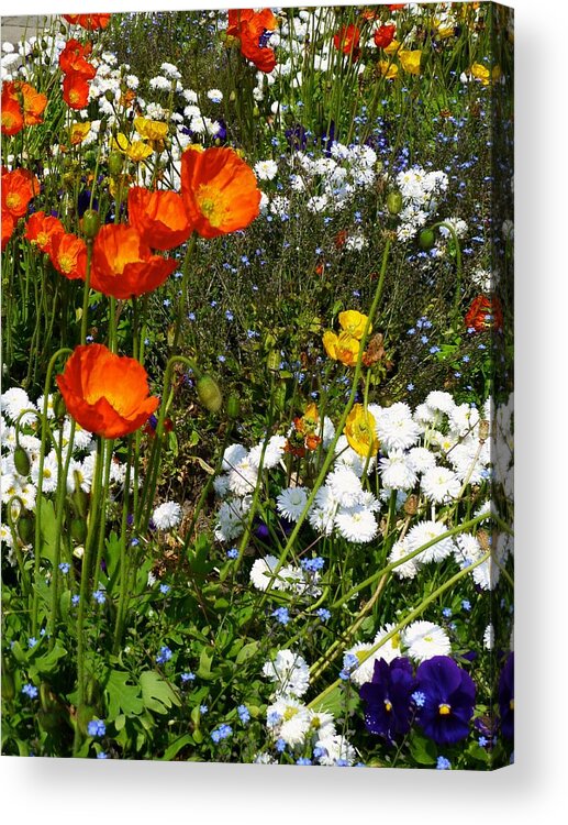 Poppies Acrylic Print featuring the photograph Floral Garden Bastion Park Switzerland by Amelia Racca