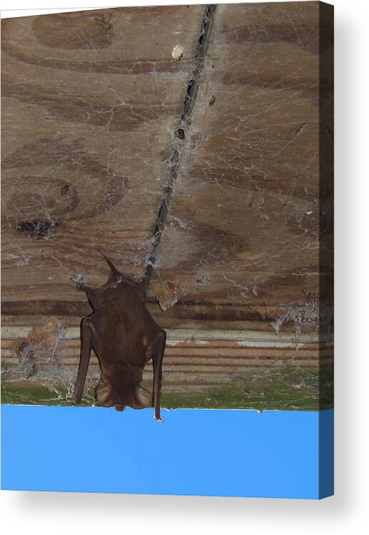 Nature Acrylic Print featuring the photograph Florida Bat 000 by Christopher Mercer