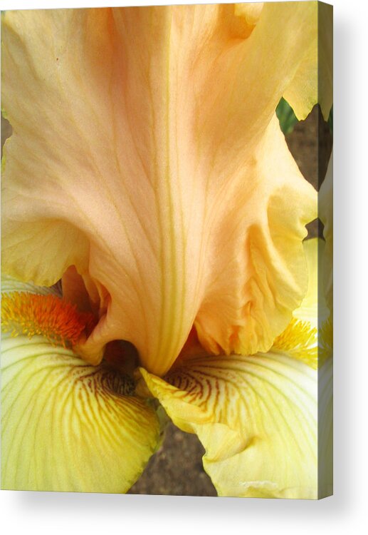 Yellow Acrylic Print featuring the photograph Flowerscape Yellow Iris One by Laura Davis