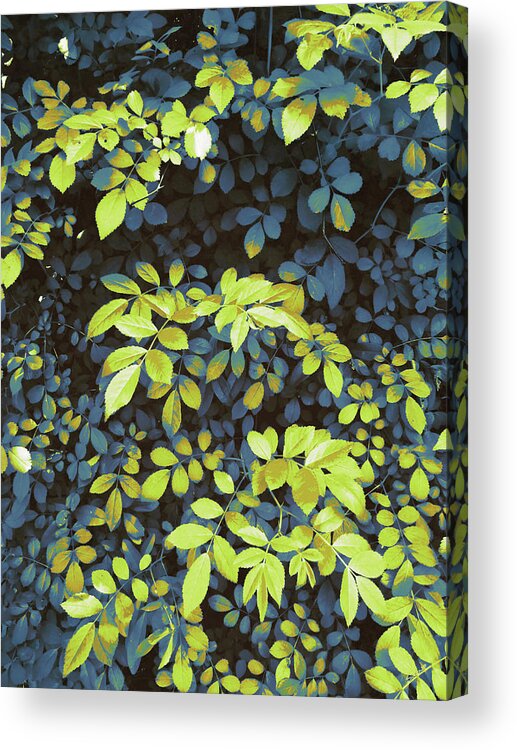 Foliage Acrylic Print featuring the digital art Foliage Hues - Dark Blue and Green by Shawna Rowe