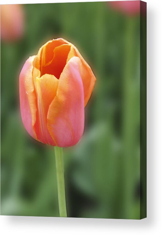 Tulip Acrylic Print featuring the photograph For Mom by Richard Stedman