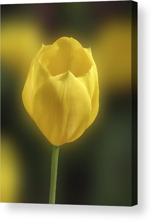 Mom Acrylic Print featuring the photograph For Mom too by Richard Stedman